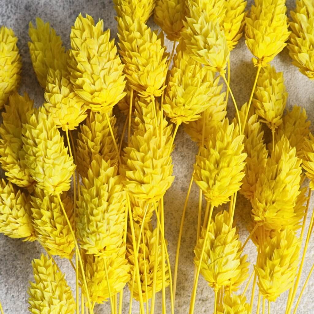 Sušený Phalaris Chrastice – žlutá, přírodní dekorace do vázy a věnců